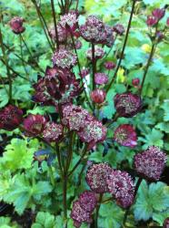 <i>Astrantia major</i> ‘Hadspen Blood’