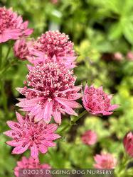 <i>Astrantia major</i> ‘Roma’