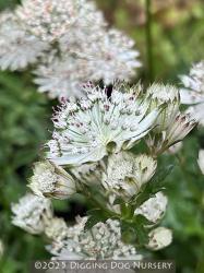 <i>Astrantia major</i> ‘Snow Star’
