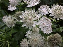 <i>Astrantia major</i> ‘White Giant’