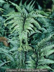 <i>Athyrium niponicum</i> var. <i>pictum</i> ‘Apple Court’