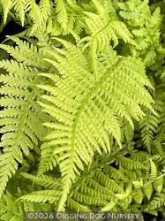 <i>Athyrium filix-femina</i> ‘Lady in Red’
