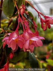 <i>Begonia foliosa (Pink Form)</i>