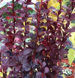 <i>Berberis thunbergii f. atropurpurea</i> 'Helmond Pillar'