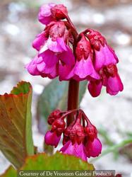 <i>Bergenia</i> &lsquo;Bressingham Ruby&rsquo;