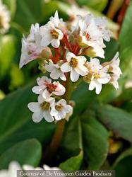 <i>Bergenia</i> ‘Bressingham White’