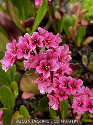 <i>Bergenia</i> ‘Eroica’