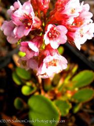 <i>Bergenia</i> &lsquo;Magic Giant&rsquo;