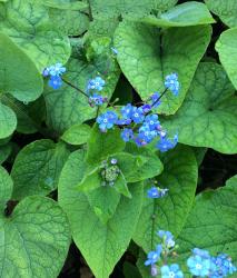 <i>Brunnera macrophylla</i>