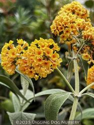 <i>Buddleja</i> x <i>weyeriana</i> ‘Honeycomb’