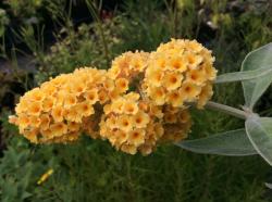 <i>Buddleja</i> x <i>weyeriana</i> ‘Honeycomb’