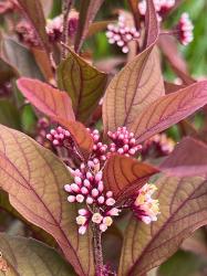 <i>Callicarpa</i> x ‘Pearl Glam’