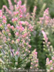 <i>Calluna vulgaris</i> ‘Spring Torch’