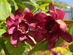 <i>Calycanthus</i> ‘Aphrodite’