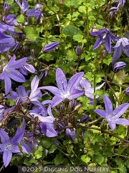 <i>Campanula poscharskyana</i> ‘Blue Waterfall’