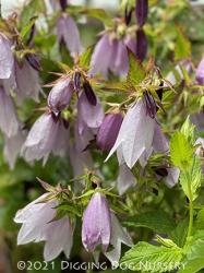 <i>Campanula</i> ‘Iridescent Bells’