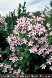 <i>Campanula lactiflora</i> ‘Loddon Anna’