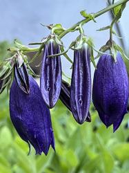 <i>Campanula</i> ‘Sarastro’