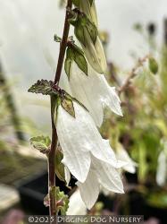 <i>Campanula sarmatica</i>