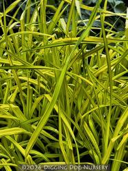 <i>Carex elata</i> &lsquo;Aurea&rsquo;