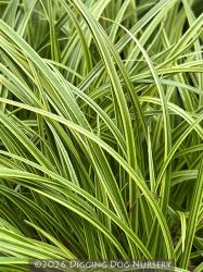 <i>Carex dolichostachya</i> ‘Kaga Nishiki’