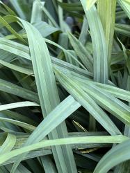 <i>Carex flaccosperma</i>