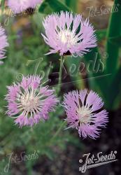 <i>Centaurea pulcherrima</i>