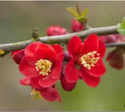 <i>Chaenomeles</i> x <i>superba</i> 'Crimson and Gold'