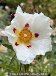 <i>Cistus</i> x <i>dansereaui</i> ‘Jenkyn Place’