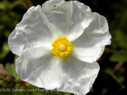 <i>Cistus</i> 'Snow White'