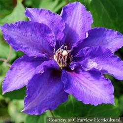 <i>Clematis</i> ‘Danielle’