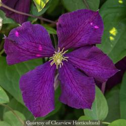 <i>Clematis viticella</i> ‘Etoile Violette’