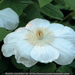 <i>Clematis</i> ‘Guernsey Cream’