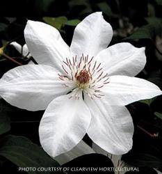 <i>Clematis</i> ‘Henryi’