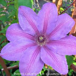 <i>Clematis</i> ‘Horn Of Plenty’