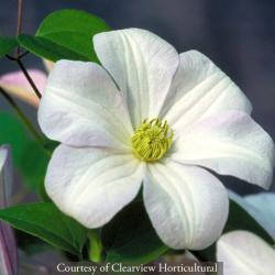 <i>Clematis</i> ‘Huldine’