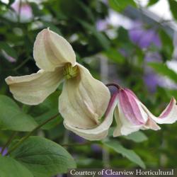 <i>Clematis</i> ‘Pagoda’