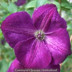 <i>Clematis viticella</i> ‘Royal Velours’