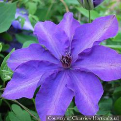 <i>Clematis</i> ‘The President’