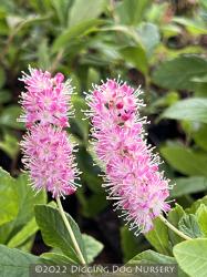 <i>Clethra alnifolia</i> ‘Ruby Spice’