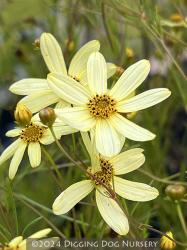 <em>Coreopsis verticillata</em> ‘Moonbeam’