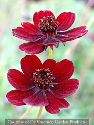 <i>Cosmos atrosanguineus</i>