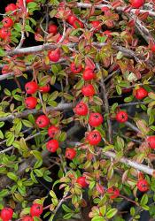 <i>Cotoneaster dammeri</i> 'Mooncreeper'