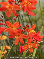 <em>Crocosmia</em>  &lsquo;Carmine Brilliant&rsquo;