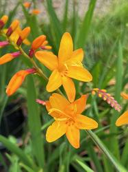 <i>Crocosmia</i> x <i>crocosmiiflora</i> ‘Columbus’