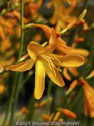 <i>Crocosmia</i> x <i>crocosmiiflora</i> ‘Honey Angels’