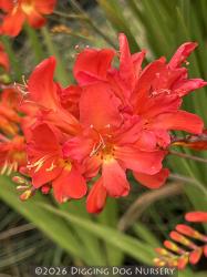 <i>Crocosmia</i> &lsquo;Limpopo&rsquo;