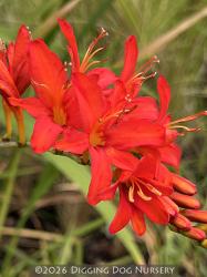 <i>Crocosmia</i> ‘Mistral’