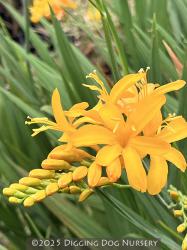 <i>Crocosmia</i> ‘Pauls Best Yellow’