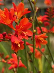 <i>Crocosmia</i> ‘Red King’